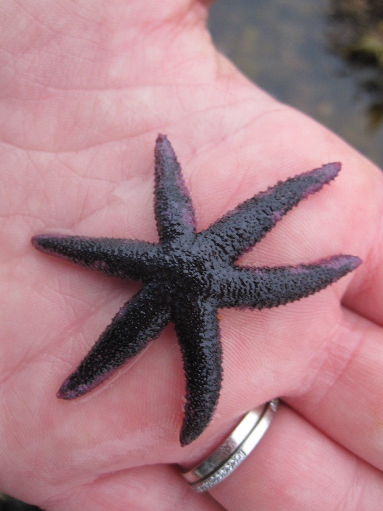 Six-armed sea stars like this one experienced almost 100 percent mortality across a 62-mile stretch of coast in Northern California in 2011. Credit: Laura Jurgens/UC Davis Bodega Marine Laboratory