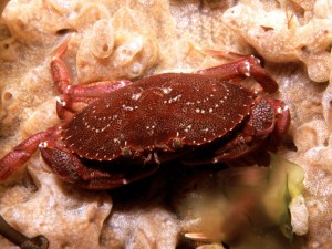 red rock crab