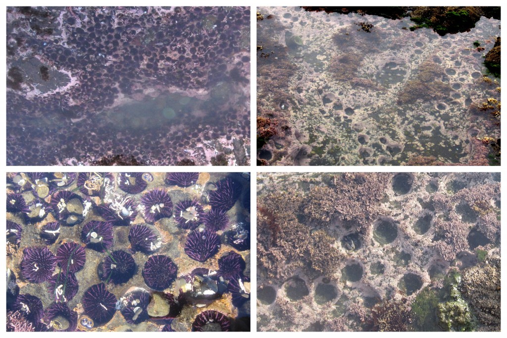 Tidepools before (left) and after (right) the 2011 die off. Only burrows in the rock remained. Laura Jurgens/UC Davis Bodega Marine Laboratory